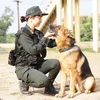 Người và chó sẽ gắn bó với nhau qua từng giai đoạn: từ huấn luyện, thực chiến, thậm chí là cả trong bữa ăn hàng ngày. (Ảnh: PV/Vietnam+) 