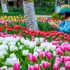 Nhân dịp kỷ niệm 45 năm thiết lập quan hệ ngoại giao Việt Nam - Hà Lan, gần 180.000 cây hoa tulip sẽ đua nhau khoe sắc tại lễ hội hoa 'Sắc màu Hà Lan' đang diễn ra tại khu đô thị Ecopark trong dịp Tết Dương lịch 2019. (Ảnh: PV/Vietnam+)