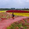Trong dịp Tết năm nay, du khách Thủ đô sẽ có dịp được khám phá một trong những lễ hội hoa xuân lớn nhất miền Bắc. (Ảnh: Minh Sơn/Vietnam+)