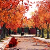 Lấy cảm hứng từ rừng lá phong đỏ tại Hàn Quốc và Canada, một con đường lá phong đỏ rực rỡ vừa xuất hiện tại Thạch Cầu (Long Biên, Hà Nội) khiến người dân Thủ đô mê mẩn. (Ảnh: Vietnam+) 
