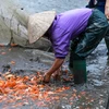 Vào những ngày cận Tết, người dân làng nghề nuôi cá chép đỏ Thủy Trầm (Tuy Lộc, Cẩm Khê, Phú Thọ) lại tất bật thu hoạch cá. (Ảnh: PV/Vietnam+)