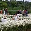 Thời điểm cuối tháng 10, tuy chưa đến mùa nhưng một số nhà vườn tại Hà Nội đã mở cửa cho khách du lịch vào chụp ảnh cúc họa mi nở sớm. (Ảnh: Minh Sơn/Vietnam+)