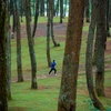 Lạc bước ở rừng thông Yên Minh - Thảo nguyên xanh giữa cao nguyên đá 