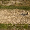 Cánh đồng lúa khô nứt nẻ do hạn hán tại xã Mỹ Nhơn, huyện Ba Tri, tỉnh Bến Tre. (Ảnh: Thông Hải/Báo ảnh Việt Nam)