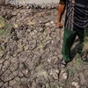 Hàng ngàn gốc sầu riêng chết dần chết mòn, hàng chục ngàn hecta lúa bị thiệt hại à hậu quả khủng khiếp mà hậu mà khủng khiếp của những đợt xâm nhập mặn vùng Đồng bằng sông Cửu Long. 