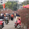 Trước thềm Tết Nguyên đán hằng năm, chợ hoa Quảng An (Tây Hồ, Hà Nội) lại nhộn nhịp hơn những ngày bình thường. (Ảnh: Minh Sơn/Vietnam+)