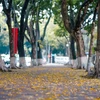Chớm hè, nhiều tuyến đường Hà Nội như thay một chiếc áo mới với những thảm lá sấu vàng. (Ảnh: Minh Sơn/Vietnam+)