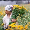 Tây Tựu được coi là một trong những vựa hoa lớn của Hà Nội. Với người nông dân trồng hoa, những dịp lễ Tết là thời điểm chính để có được một mùa 'bội thu.' (Ảnh: Minh Sơn/Vietnam+)