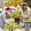 Mỗi năm cứ vào dịp cuối tháng Ba đầu tháng Tư, khi hoa loa kèn bắt đầu vào mùa thì lượng hoa đổ về chợ đầu mối cũng tăng lên nhằm phục vụ nhu cầu chơi hoa của người dân Thủ đô. (Ảnh: Diễm Hằng/Vietnam+) 