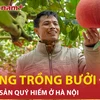 Ghé thăm ngôi làng trồng bưởi đỏ 'độc nhất vô nhị' ở Hà Nội