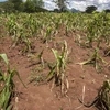 Một cánh đồng ngô khô hạn ở Mozambique. (Nguồn: AFP/TTXVN)