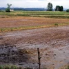 Nhiều diện tích lúa bị chết do ngập nước dài ngày trên các cánh đồng tại xã Hưng Đạo, huyện Hưng Nguyên (Nghệ An). (Nguồn: Tá Chuyên/TTXVN)