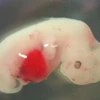 Hình ảnh phôi lợn được cấy tế bào con người. (Nguồn: National Geographic)