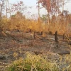 Một vụ phá rừng ở biên giới huyện Ia Grai, tỉnh Gia Lai