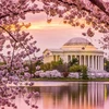 Hoa anh đào tại thủ đô Washington (Mỹ). (Nguồn: Thrillist)