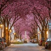 Hoa anh đào nở rộ trên khắp nẻo đường thành phố Bonn của Đức. (Nguồn: PandoTrip.com)