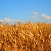 Hạn hán đang gây ảnh hưởng không nhỏ tới nền nông nghiệp Mỹ. (Nguồn: Agweek)
