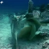 Hai cá thể rùa đực tranh giành con cái để giao phối. (Nguồn: Vietnam+)