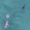 Khoảnh khắc con cá mập tiến sát người bơi. (Nguồn: celbestnews.com)