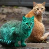 Chú mèo có bộ lông màu xanh độc đáo. (Nguồn: City World News)