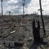 Cây cối bị thiêu rụi sau đám cháy xảy ra tại rừng mưa Amazon ở bang Para, Brazil ngày 25/8/2019. (Nguồn: AFP/TTXVN)
