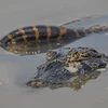 [Video] Trăn Anaconda khổng lồ đại chiến cá sấu dưới đầm lầy
