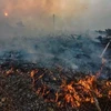 Cháy rừng tại Indonesia. (Nguồn: OI)