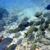 Hệ sinh thái dưới biển ở làng chài Chichiriviche tại Venezuela. (Nguồn: TripAdvisor)
