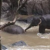 Đàn voi con bị kẹt trong dòng nước lũ. (Nguồn: The Guardian)