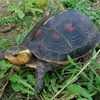 Một giống rùa quý nằm trong danh sách bị đánh cắp. (Nguồn: Phys)