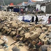 Người dân khẩn trương gia cố tạm kè bờ biển xã Nhơn Hải, thành phố Quy Nhơn, tỉnh Bình Định bị bão số 5 đánh sập gần 100m. (Ảnh: Nguyên Linh/TTXVN)