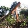 Một cây gỗ bị đổ gập giữa rừng. (Ảnh: Đặng Tuấn/TTXVN)