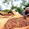 Trong ảnh: Thực hiện kế hoạch cải tạo, tái canh đến năm 2020 đạt khoảng 15.000 ha và giữ ổn định diện tích cà phê của tỉnh Gia Lai khoảng 80.000 ha, năng suất đạt từ 32 – 35 tạ/ha, sản lượng đạt khoảng 250.000 tấn. (Ảnh: Vũ Sinh/TTXVN)