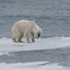 Một con gấu trắng Bắc cực kiệt quệ vì không thể tìm được thức ăn. (Ảnh: Environmental)