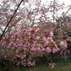 Ngập tràn sắc hoa đầu Xuân trên cao nguyên Mộc Châu 