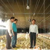 Khách hàng vay vốn tại Kienlongbank phát triển chăn nuôi. (Nguồn: kienlongbank)