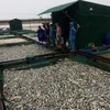 Do ảnh hưởng của bão số 12, nước lũ dâng cao, chảy xiết, khiến hàng trăm tấn cá nuôi lồng trên sông Bồ, đoạn qua địa bàn huyện Quảng Điền (Thừa Thiên-Huế) bị chết, ước tính thiệt hại hàng chục tỷ đồng. (Ảnh: Hồ Cầu/TTXVN) 