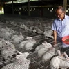 Chăn nuôi thỏ công nghệ cao tại Yên Bái để cung cấp nguyên liệu cho Nhà máy công nghệ sinh học chế dược phẩm từ thỏ tại Quế Võ, Bắc Ninh. (Ảnh: Thế Duyệt/TTXVN)