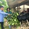 Anh Hồ Minh ở bản Lâm Ninh, xã Trường Xuân, huyện Quảng Ninh vay vốn ưu đãi phát triển chăn nuôi dê. (Ảnh: Vietnam+)