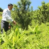 Ông Nguyễn Lên trồng macca xen lên cây nghệ để duy trì nguồn thu chờ cây macca cho thu hoạch. (Ảnh: Vietnam+)