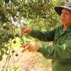 Vườn macca sai trĩu quả của gia đình ông Đặng Văn Khánh trồng từ năm 2012 đang chuẩn bị cho thu hoạch. (Ảnh: Vietnam+)