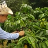Nông nghiệp Việt Nam tỏa sáng trên toàn cầu. (Ảnh: PV/Vietnam+)