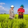 Agribank cho vay liên kết sản xuất, chế biến và tiêu thụ sản phẩm lúa gạo. (Ảnh: Vietnam+)