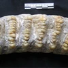 Phát hiện xương động vật hóa thạch ở Lào Cai