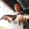 Kiên Giang: Bắt được con cá lóc gần 10 kg