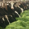 Một trang trại nuôi bò tại Việt Nam theo tiêu chuẩn Hà Lan (Ảnh: FrieslandCampina)