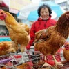 Có thể chim di trú mang virus H7N9 đến Trung Quốc