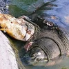 Rùa Hồ Gươm (Nguồn: Internet)