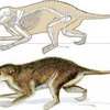 Loài Maotherium asiaticus. (Ảnh: Internet).