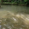 Cá trê suối Phú Quốc đang bị khai thác theo kiểu tận diệt. (Ảnh minh họa: Internet).